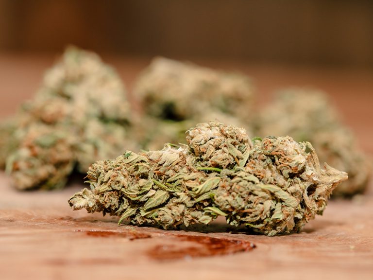Looking at the Different Ways Hemp and Pot Are Used: What Are the Differences?