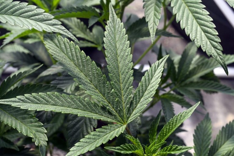 Unveiling Discounts and Promotions: Exploring Savings Opportunities for HHC Flower Enthusiasts