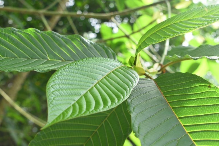 kratom benefits for adhd